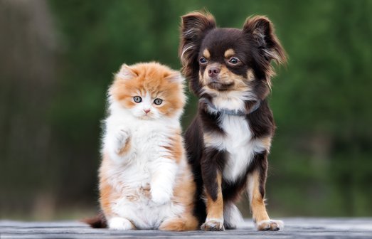 adorable gatito y perro chihuahua juntos